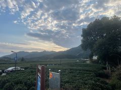 -龙坞茶村