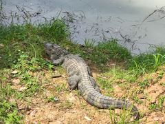 -中国扬子鳄村