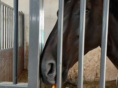 -北京群众马术培训基地