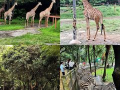 -深圳野生动物园