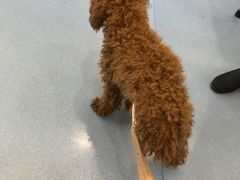 -瑞派·关忠动物医院·异宠专科·犬猫肿瘤·皮肤专科(望京店)