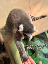 -Zoolung Zoolung动物主题公园(海信广场店)
