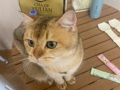 -唐小姐の私宠·宠物洗护美容·撸猫馆·购宠(周浦万达旗舰店)