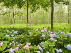 -合肥滨湖国家森林公园