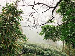 -龙井壹号·茶缘山景宴(龙井村店)