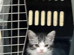 -小猫来了·猫舍(红山六九七九店)
