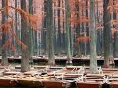 -渌洋湖湿地公园