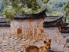 -杨家堂村