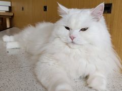 -飞行喵MR PILOT|猫舍·猫咖(静安大融城店)