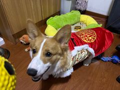 -宠福鑫康馨动物医院·骨科·眼科