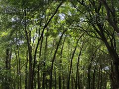 -深圳国际园林花卉博览园