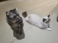 -藏猫猫咖啡主题馆(中央大道店)