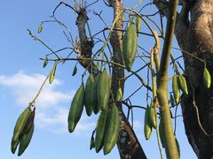 -三亚珠江南田温泉度假区