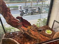 -酷以爬仙阁实体爬宠店·守宫·蜥蜴·专业繁育
