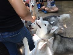 -TrueLove @ Neverland (Husky Cafe)