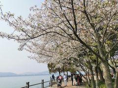 -无锡蠡湖国家湿地公园-蠡园