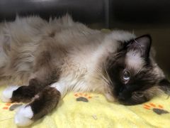 -萌兽医馆·宠物医院·猫骨科(创景店)