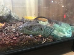 -酷以爬仙阁实体爬宠店·守宫·蜥蜴·专业繁育