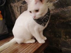 -猫色咖啡·猫咖