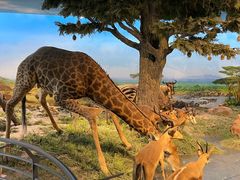 -国家自然博物馆