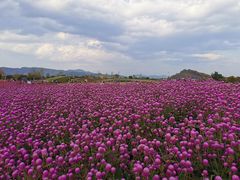 -径山花海
