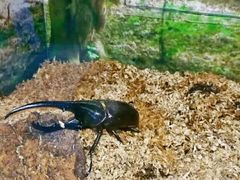 -上海大自然野生昆虫馆(东方明珠·爬宠昆虫探索中心)