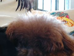 -more than meow吴止猫主题餐厅(承德 中船汇店)