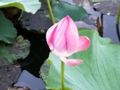 -羊亭河湿地公园