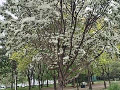 -泰丰公园