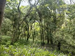 -上海佘山国家森林公园天马山园