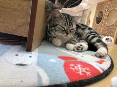 -猫和宫(六道口店)