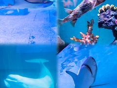 -正佳极地海洋世界