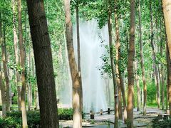 -合肥滨湖国家森林公园