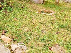 -野象谷景区