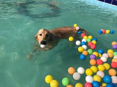 -趣玩宠物乐园寄养训犬训狗游泳池