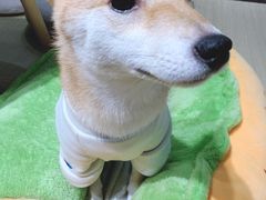 -逗柴咖啡屋·狗咖猫咖宠物桌游