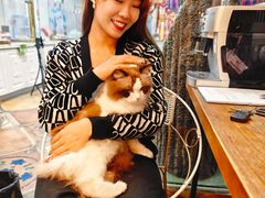-糯米喵星人总部直营旗舰店·猫舍·幼猫出售