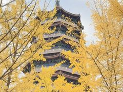 -金城公园