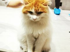 -猫儿山۰猫主题餐厅