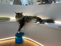 -COLOR PETS 撸猫馆·购猫·猫咖(长风大悦城店)
