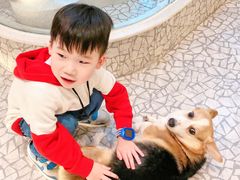 -momokira米努特·德文卷毛猫·棉花面纱犬