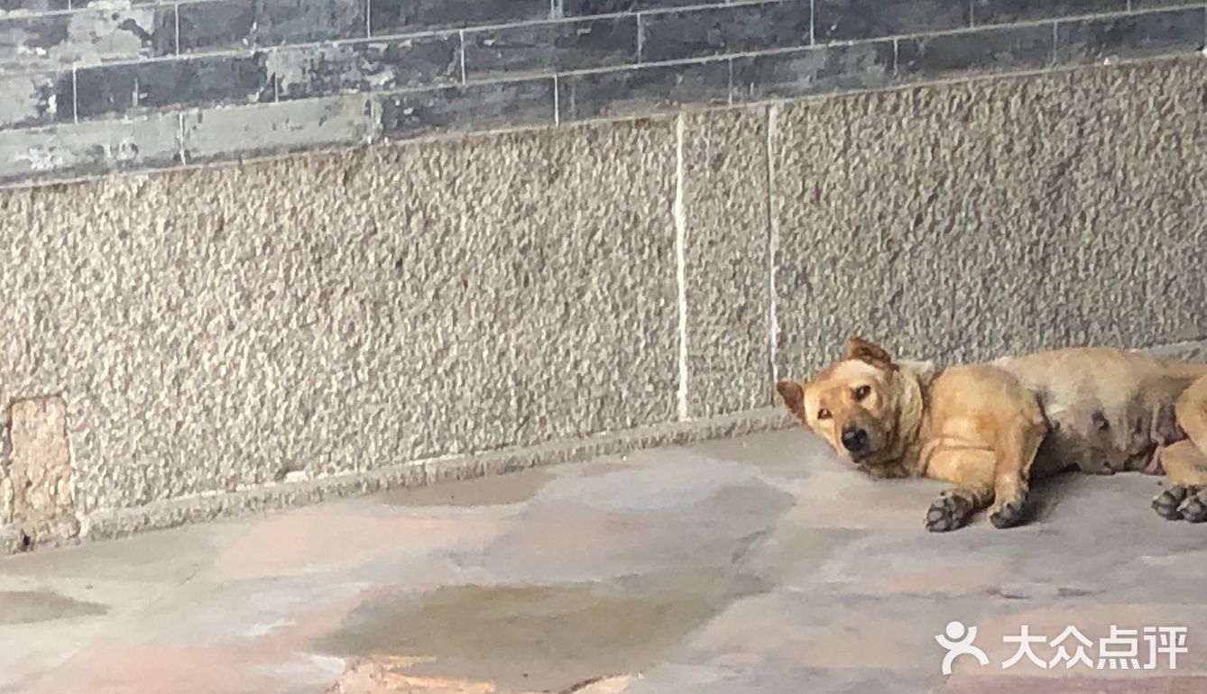 广州近市区最安静文艺的古村[吐]