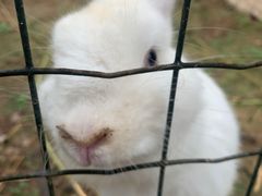 -意大利农场度假村