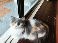 -楼上猫咖(罗湖店)