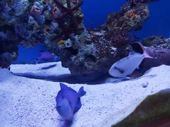 -海合安武汉极地海洋公园