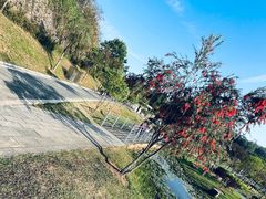 -东莞植物园
