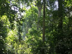 -西双版纳原始森林公园