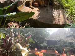 -海南热带野生动植物园