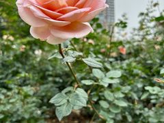 -人民公园(罗湖区)