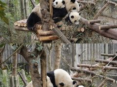 -成都大熊猫繁育研究基地